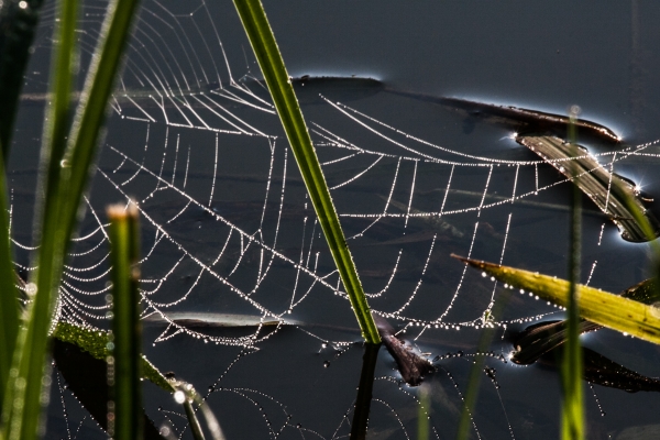 Muesener Weiher im Herbst - (c) L Lammers.jpg